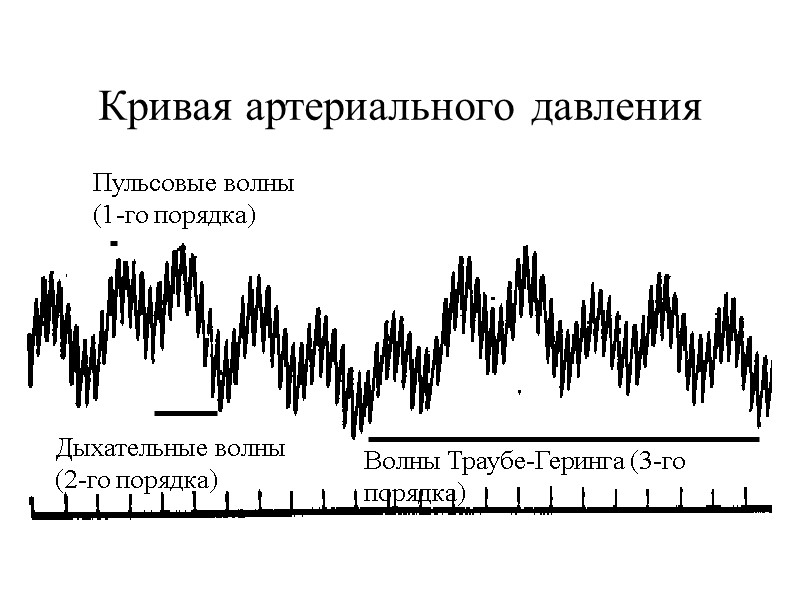 Кривая артериального давления Пульсовые волны (1-го порядка) Дыхательные волны  (2-го порядка) Волны Траубе-Геринга